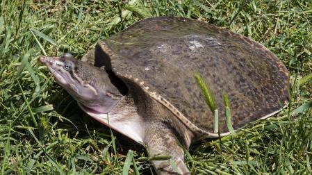 Galápago