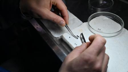 Analizan caviar en una piscifactoría en Tiráspol