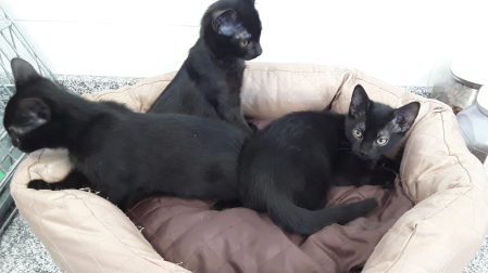 'Flo', 'Romy' y 'Risto', tres de los gatos que buscan un hogar
