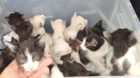 Gatos que un investigado por la Guardia Civil abandonó en Tudela.