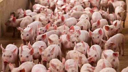 Imagen de cerdos en una granja