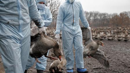 Veterinarios desinfectando una granja avícola