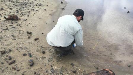 Bombas oxidadas y desechos militares eran evidentes en la superficie de la Laguna Anones de Vieques, pero la mayoría de los impactos son cientos de bombas enterradas que se corroen en un suelo blando y anóxico