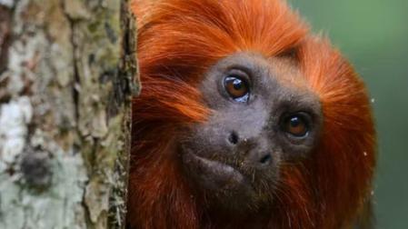 El tití leoncito (Leontopithecus rosalia) tiene una abundante y sedosa melena de color dorado uniforme