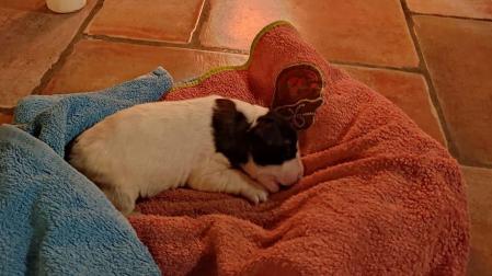 Imagen del único cachorro superviviente, minutos después de ser rescatado