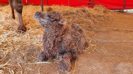 Nace un ejemplar de camello asiático en el circo Quirós, que llevará de nombre 'Almudena'