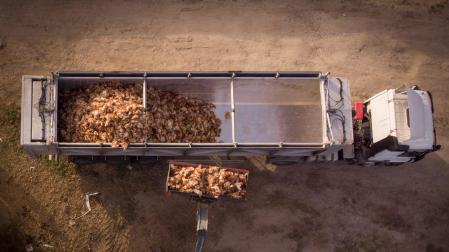 Imagen facilitada por Greenpeace que muestra la retirada de miles de aves muertas en una explotación en Íscar, Valladolid