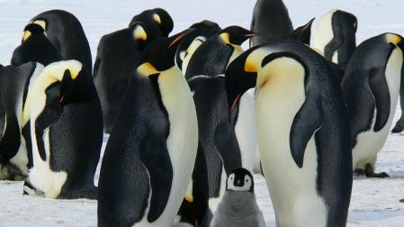 Imagen de archivo de pingüinos