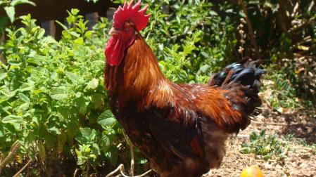Gallina canaria