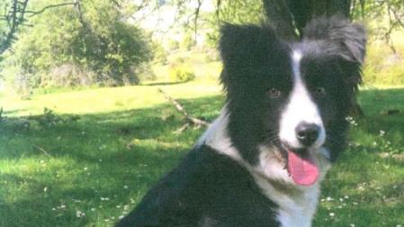 La perra es una Border Collie de nombre 'Susi'