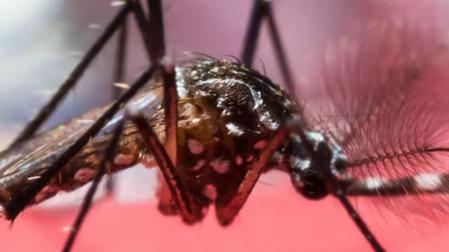 Se acerca la primavera y las larvas de los mosquitos comienzan a transformarse en insectos adultos