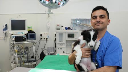 El veterinario Alfonso Bañeres, con una cachora de border collie a la que rescataron recientemente en Basati.