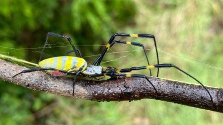 Araña Joro