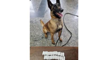 El perro de la Policía Municipal con la droga incautada