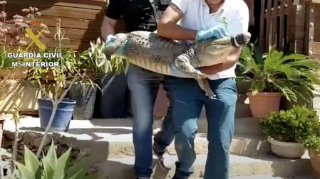 Los animales fueron trasladados por los agentes del Seprona al zoológico Cocodrilo Park