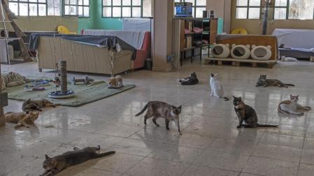 Imagen del refugio felino que la asociación Egapeludos tiene en Canasa