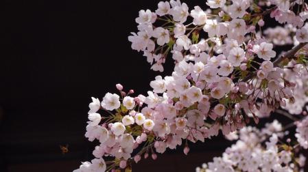 Imagen de un cerezo en flor