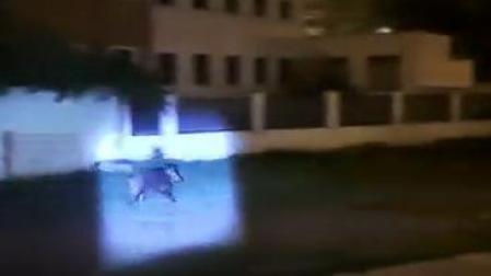 Un jabalí, en la calle Monjardin del Segundo Ensanche de Pamplona