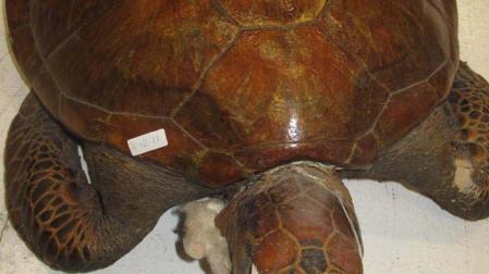 Tortuga intervenida