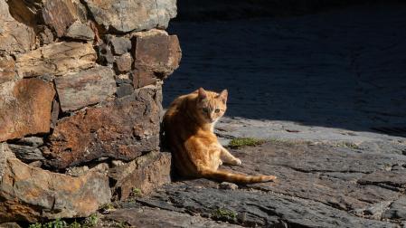 Un gato toma el sol junto a la pared de una casa de pueblo