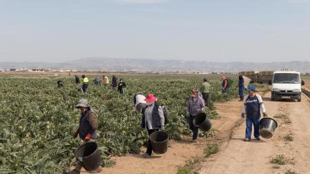 Recolectores de alcachofas en una finca en la campaña anterior