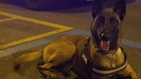 Uno de los integrantes del equipo canino de Policía Municipal