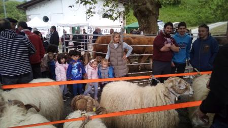 Un grupo de menores contempla los carneros ‘muttugorri’ presentados a concurso en Santesteban