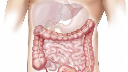 Ilustración del aparato digestivo