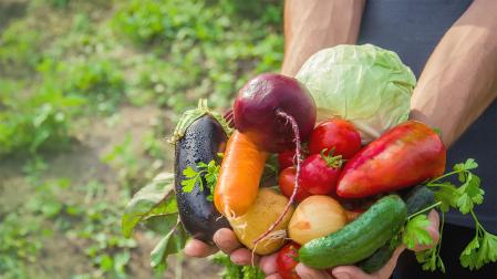 Varias hortalizas de una huerta