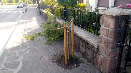 Destrozan árboles recién plantados en Elizondo