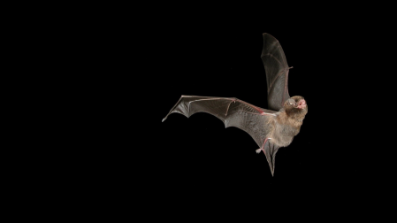 Ejemplar de Miniopterus schreibersii o murciélago de cueva