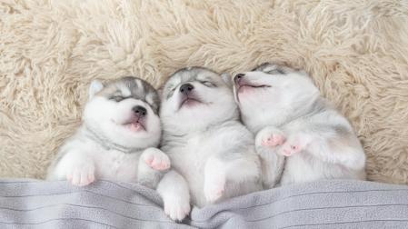 Dormir bien es importante para tener un buen día.