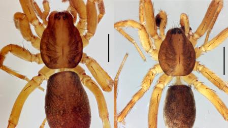 Ejemplar de Agroeca istia (scala 1mm)
