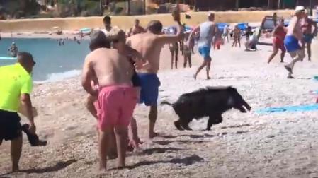 Captura de imagen del jabalí en la playa de L'Alfàs del Pi