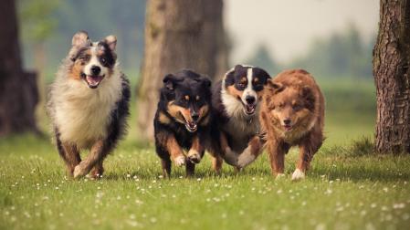 Ya en la prehistoria había un gran número de perros muy diferentes