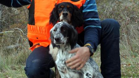 Dos perros de caza