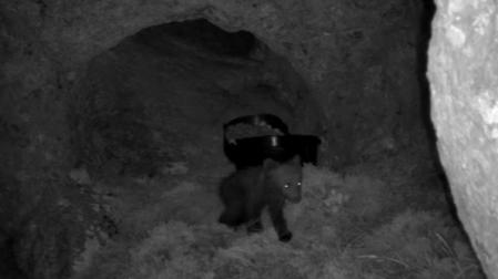 Las cámaras colocadas a la entrada de la cueva en la que se refugió una osa, que se despeñó en la Montaña Palentina tras el ataque de un macho que resultó muerto, han registrado los movimientos del osezno y confirmado que está vivo y en buen estado.