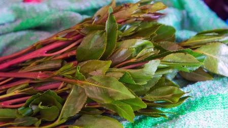 Planta de khat, un estimulante original de África oriental