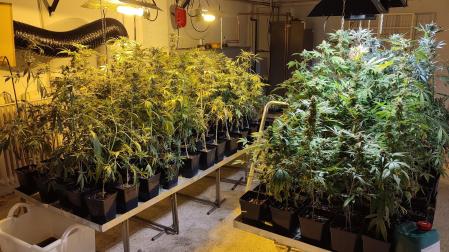 Plantación de marihuana en Juslapeña