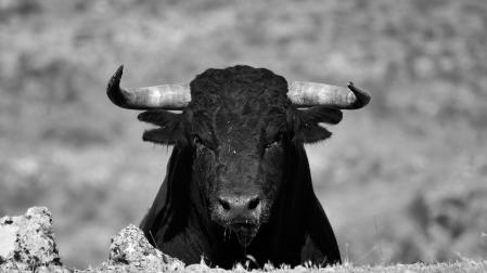 Imagen de un toro.