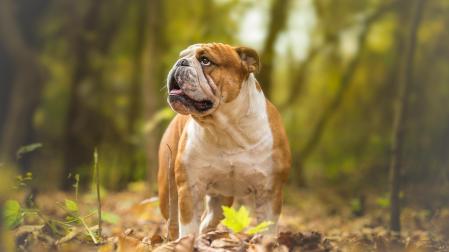 Un bulldog inglés