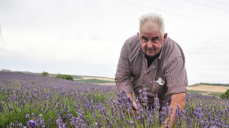 Pedro Rodeles, en su campo de lavanda, en el paraje de la Fraila, en Olite.