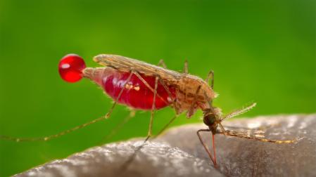 Hembra de mosquito Anopheles gambiae, vector del parásito que causa la malaria, Plasmodium falciparum. Este parásito produce un precursor llamado (E)-4-hidroxi-3-metil-but2-enil pirofosfato que activa los glóbulos rojos humanos para atraer con más fuerza al mosquito e invitarle a chuparnos la sangre.