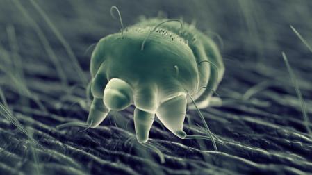 ilustración de un ácaro de la sarna en la piel humana