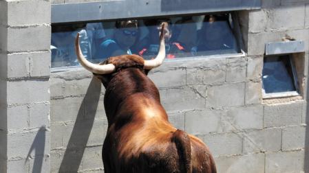 sOsteniendo la mirada Un precioso ejemplar de Victoriano del Río curiosea en el mirador desde el que es observado en los corrales del Gas. El toro apoya el hocico junto al cristal. Parece retar a los mirones. ¿O les está saludando?