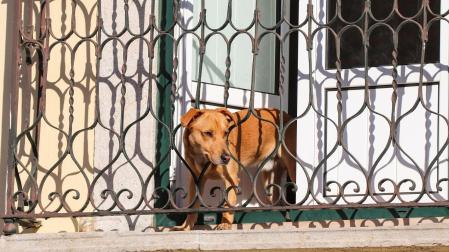 Imagen de archivo de un perro en un balcón