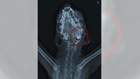 Radiografía del gato al que dispararon los detenidos