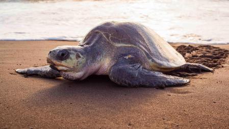 Una tortuga verde en la playa del Ostional, en Costa Rica