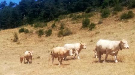 vacas