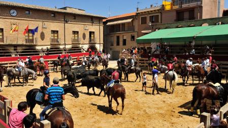 Representación a caballo de la trashumancia vacuna en Larraga